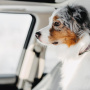 Las moquetas de PVC son ideales para las mascotas, al viajar en el auto