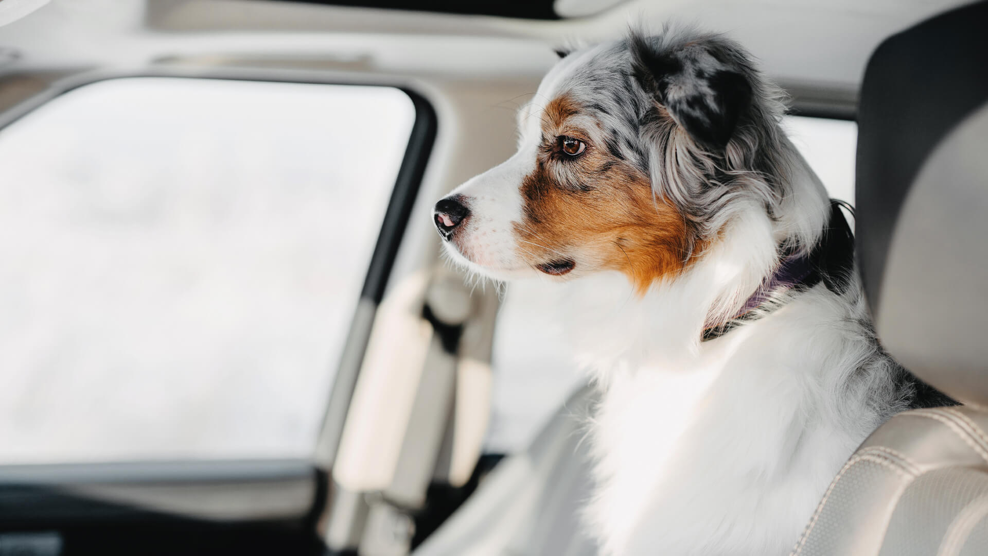 Moquetas pvc ideales para tus mascotas